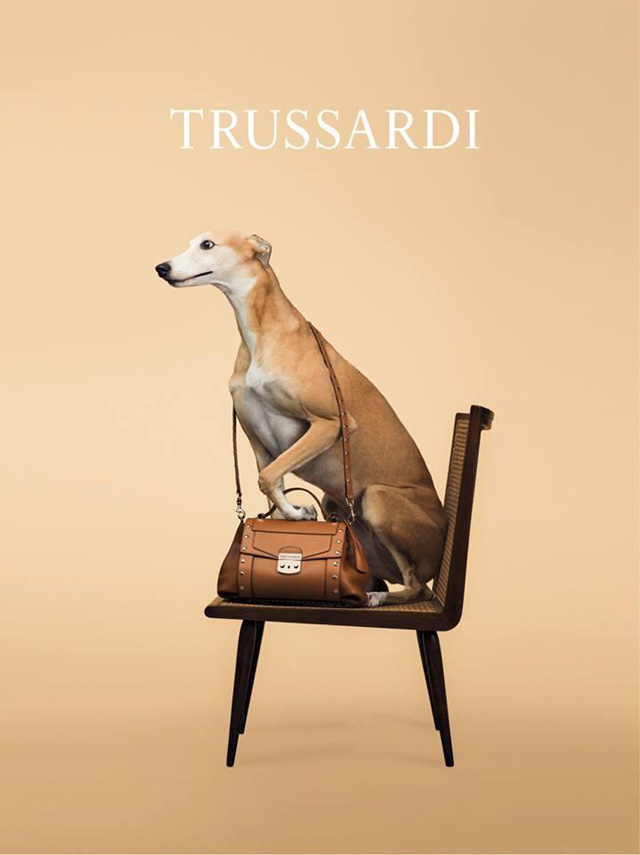 Собаки стали звездами рекламной кампании Trussardi (фото 1)