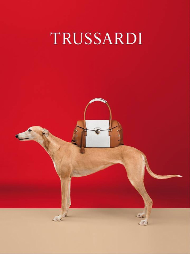 Собаки стали звездами рекламной кампании Trussardi (фото 3)