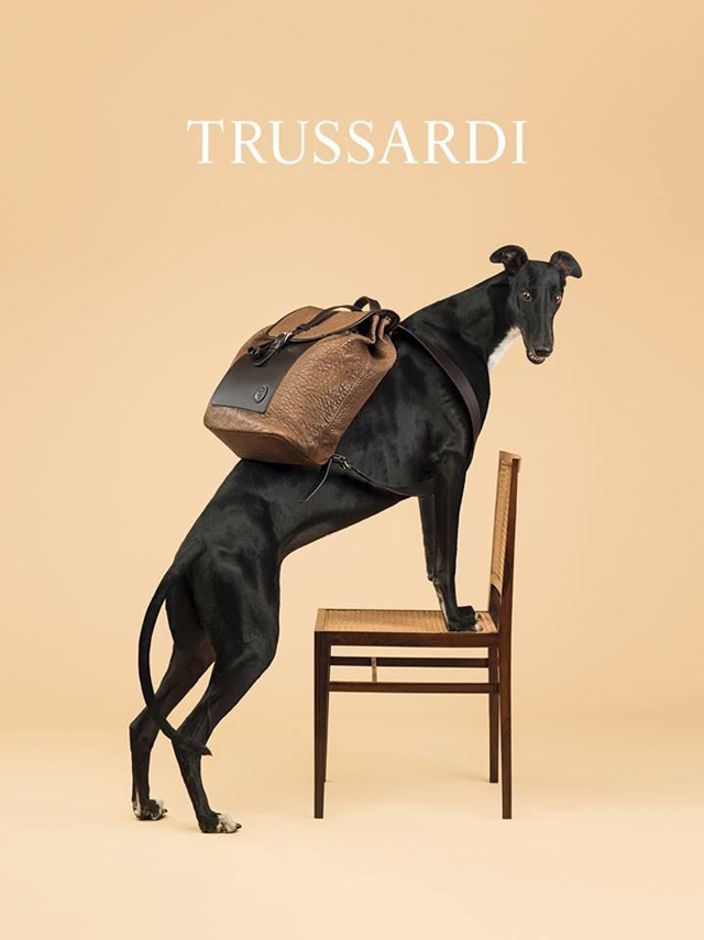Собаки стали звездами рекламной кампании Trussardi (фото 5)