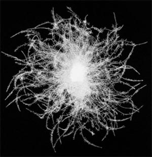 Techwear от А до Я (фото 12)