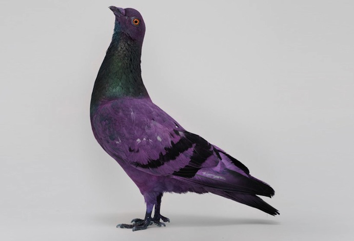 На Венецианской биеннале раскрасили голубей (фото 1)
