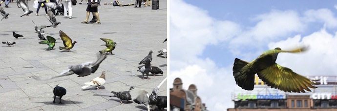 На Венецианской биеннале раскрасили голубей (фото 5)