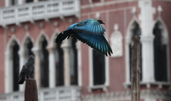 На Венецианской биеннале раскрасили голубей (фото 6)