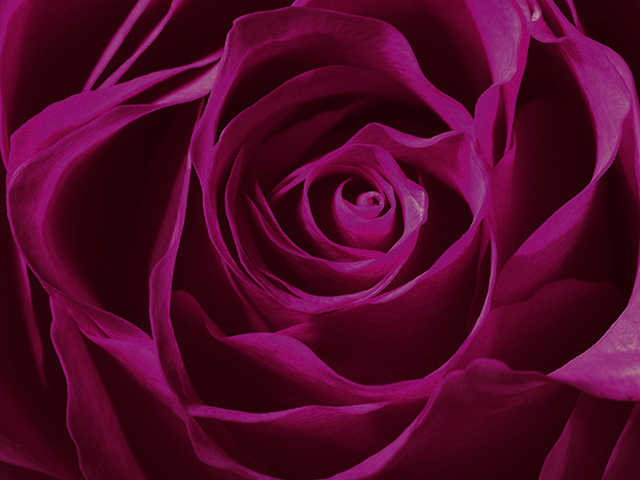 Absolute Rose: nuova fragranza di Valentino