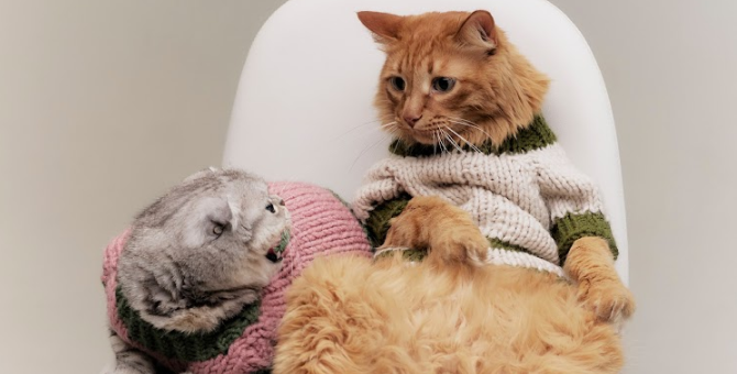 «Мурмуризм» выпустил коллекцию свитеров для кошек