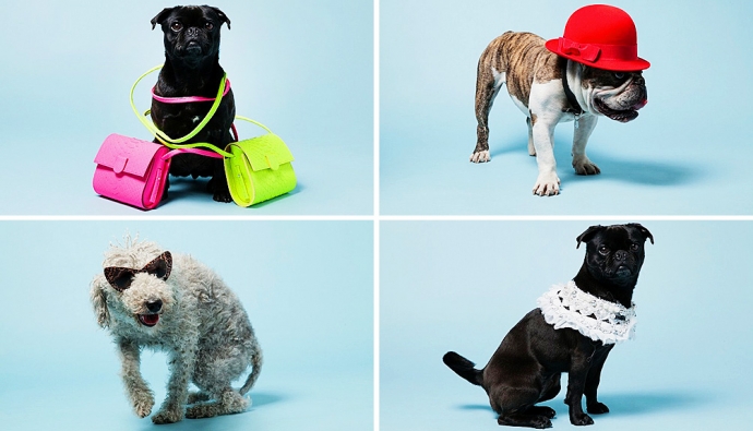 Собаки в рекламе весенне-летних аксессуаров