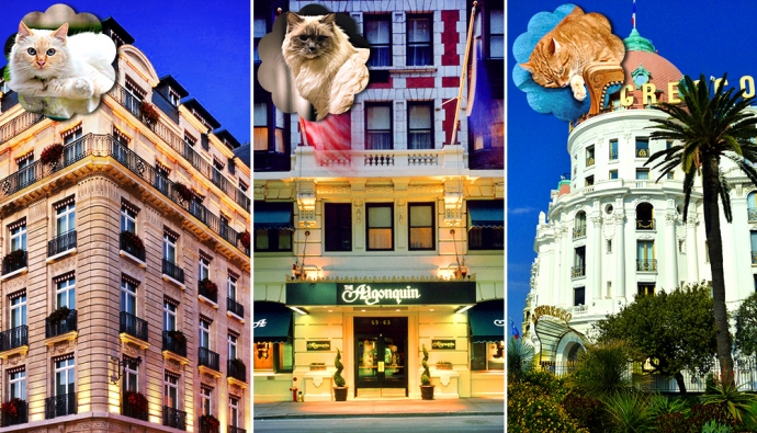 Кошки-жильцы 5-звездочных отелей