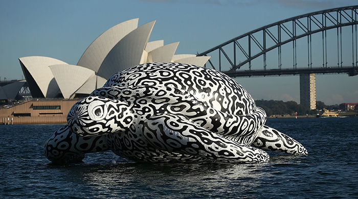 Исполинская черепаха затмила Сиднейскую оперу