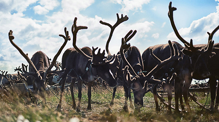 Удивить всех: в тундру на выходные