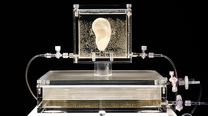 "Живое ухо" Ван Гога выставлено в Германии