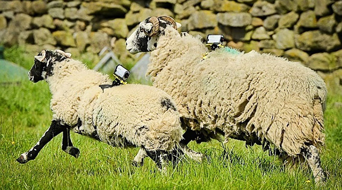Sony использовали овец для съемки "Тур де Франс"