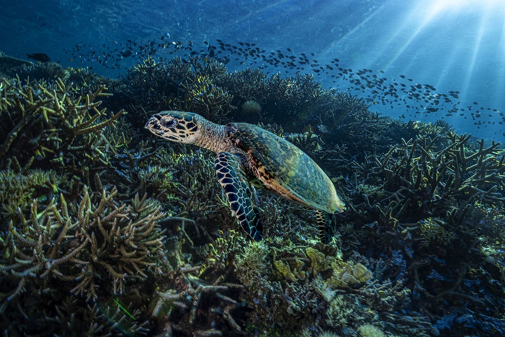 Prada Group совместно с ЮНЕСКО проведет образовательную программу Sea Beyond (фото 3)