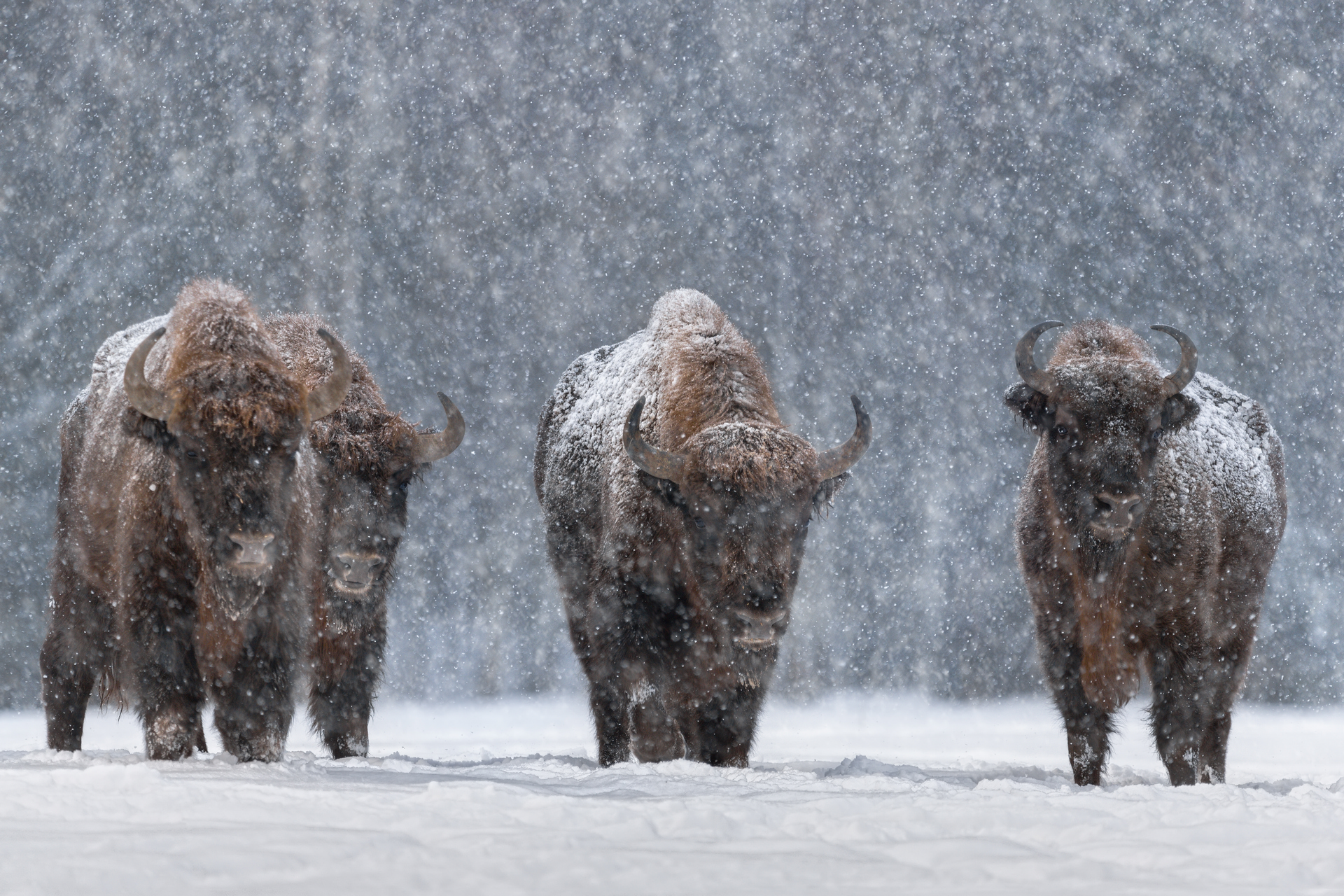 В Москве пройдет выставка фотографий Nature Photo Team (фото 2)