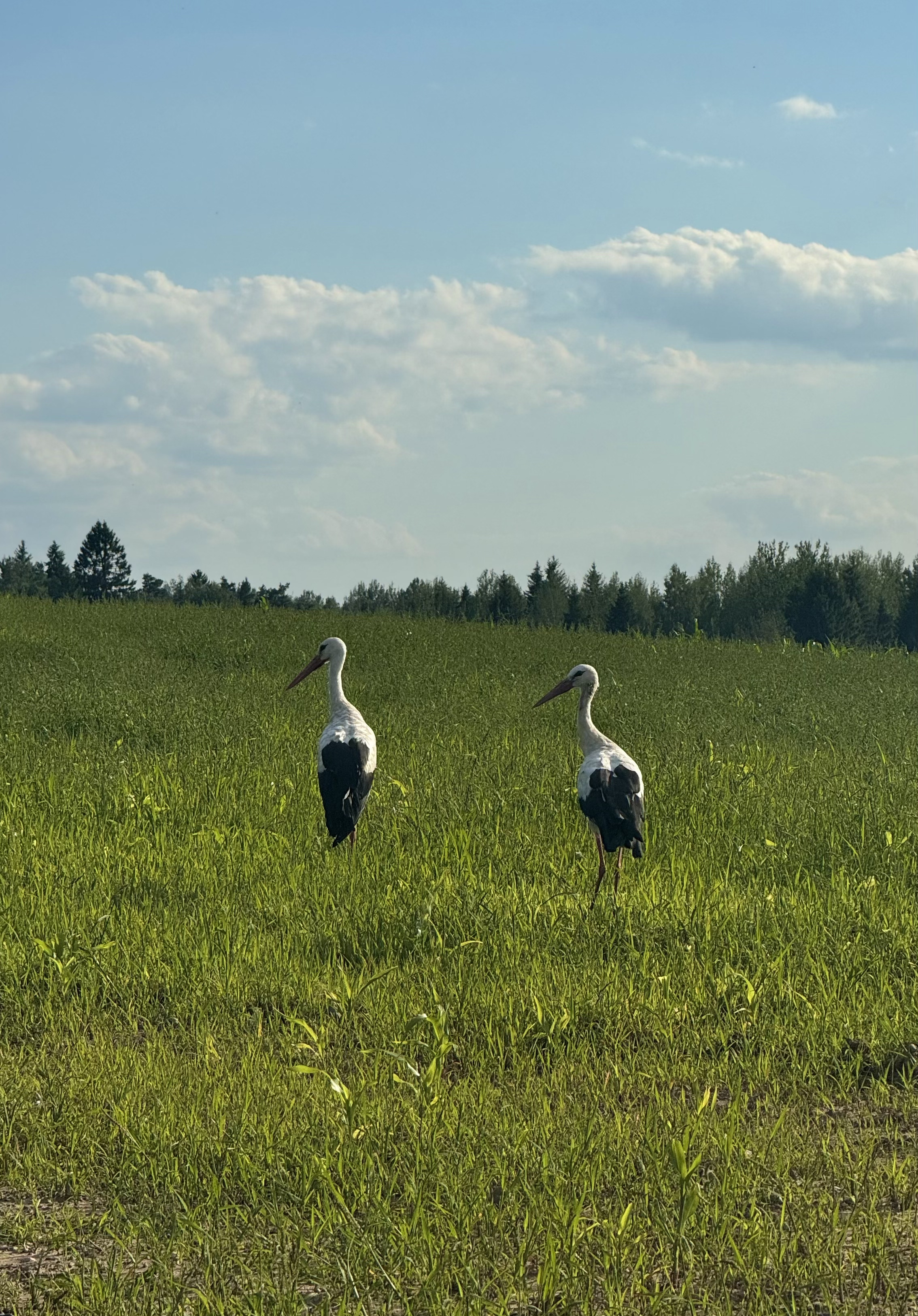 Заметки на полях. Королевский город Гродно (фото 5)