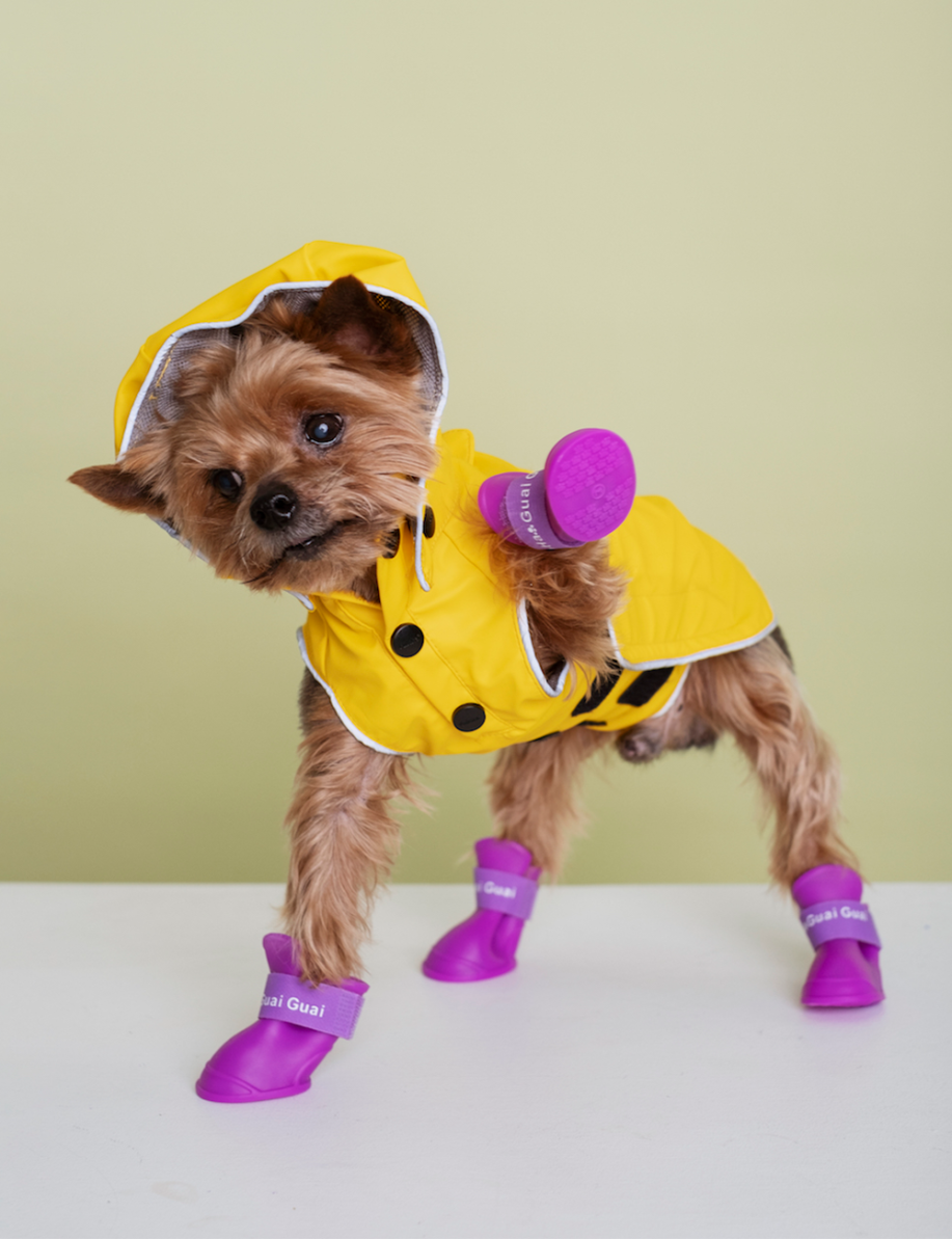 5 пожеланий от 5 нарядных собак на 2020 год — съемка BURO. и rrrrrrr.ru (фото 1)