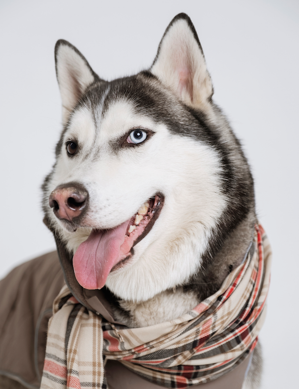 5 пожеланий от 5 нарядных собак на 2020 год — съемка BURO. и rrrrrrr.ru (фото 12)