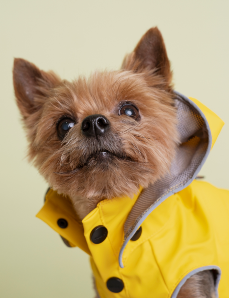 5 пожеланий от 5 нарядных собак на 2020 год — съемка BURO. и rrrrrrr.ru (фото 3)