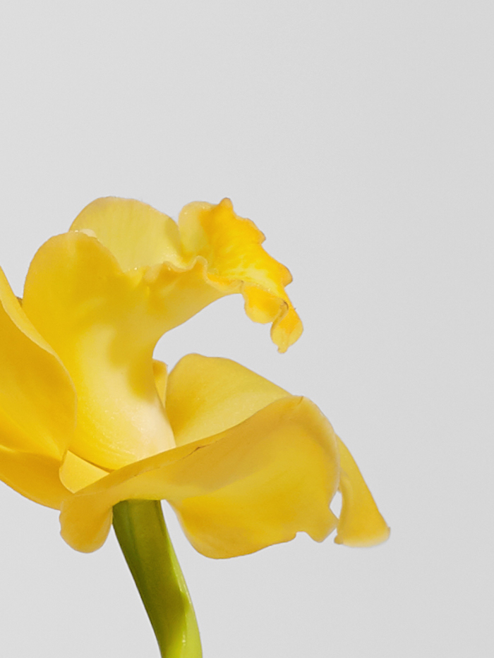 Меняем на любой из этих подарков все мимозы мира — специальная съемка BURO. и ЦУМа (фото 5)