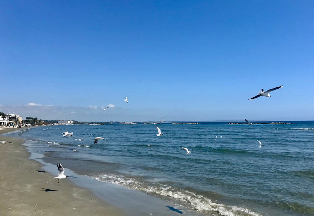 Коронавирус на Кипре: комендантский час, штрафы по 150 евро и измученные прогулками собаки на острове (фото 2)