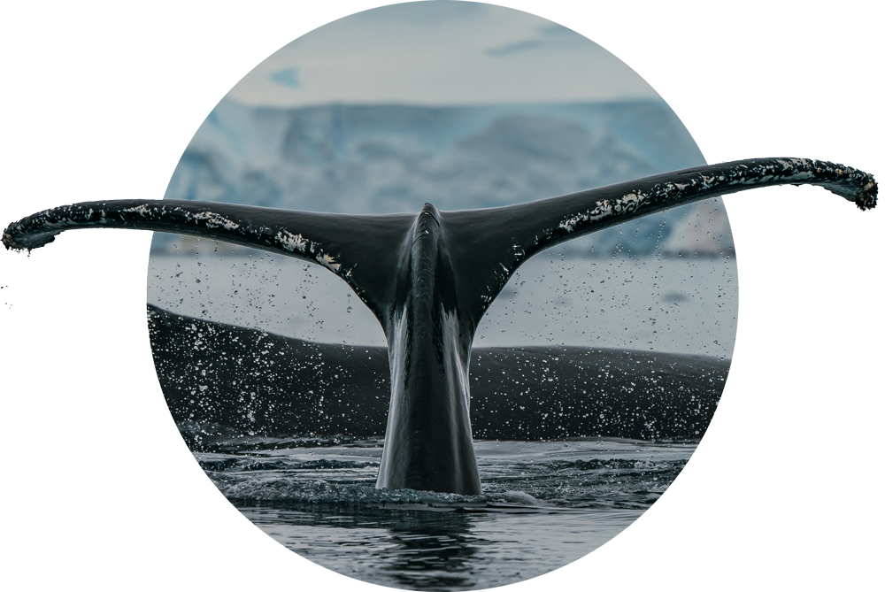 Устроить диджитал-детокс, созерцание природы в экспедиции (фото 3)