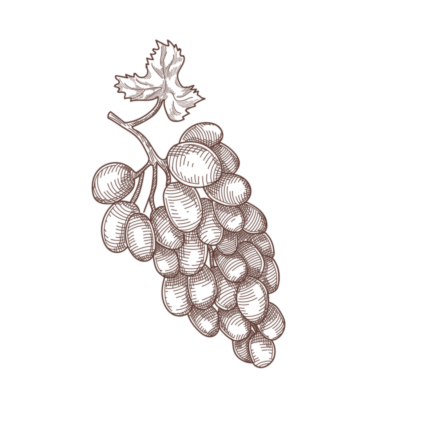 «Навеки ваша, Мадам Клико»: кому отправляла письма самая знаменитая вдова Шампани (фото 5)