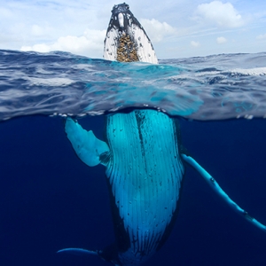 Лучшие фотографии года по версии National Geographic