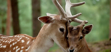 Косметический бренд Natura Siberica обвинили в жестоком обращении с животными