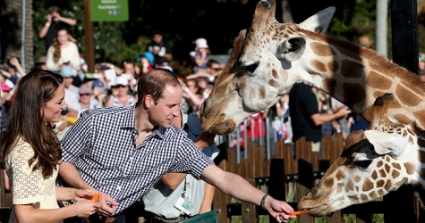 Кейт Миддлтон и принц Уильям в зоопарке Taronga Zoo