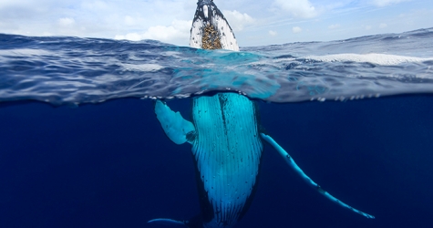 Лучшие фотографии года по версии National Geographic