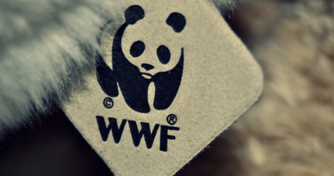 Власти Чукотки расторгли соглашение с WWF из-за «угрозы национальной безопасности»