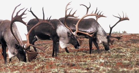 Что стоит за скандалом с Natura Siberica и оленьими пантами