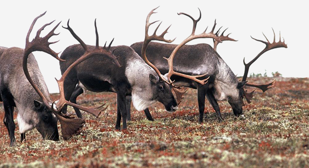 Что стоит за скандалом с Natura Siberica и оленьими пантами