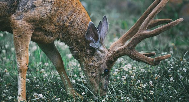 Natura Siberica отказалась от косметики из рогов оленей